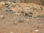 27913 Running Barbary Ground Squirrel.jpg